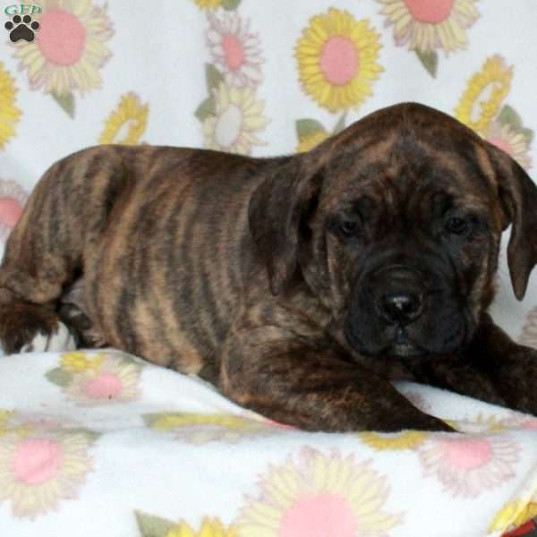 Poppy, Cane Corso Puppy