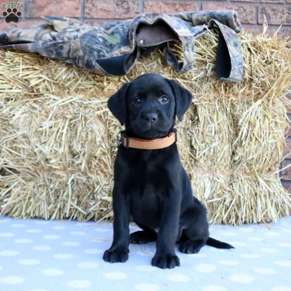 Poppy, Black Labrador Retriever Puppy