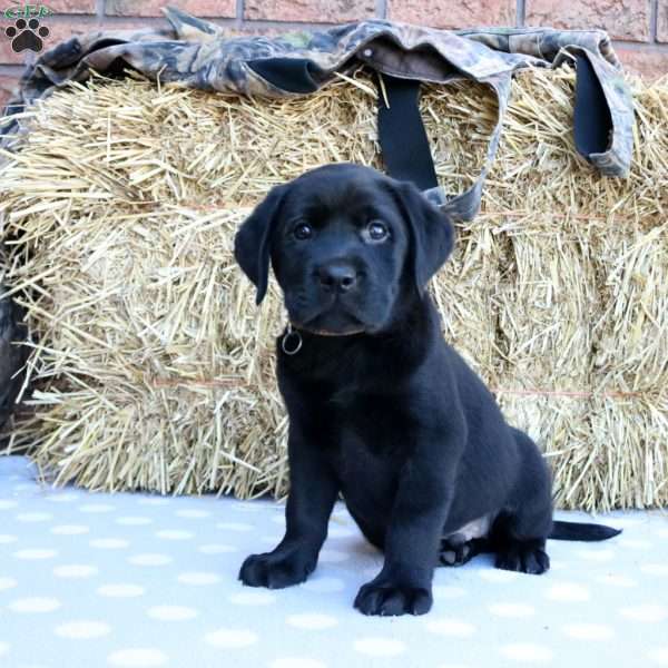 Porter, Black Labrador Retriever Puppy