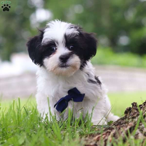 Pouncer, Teddy Bear Puppy