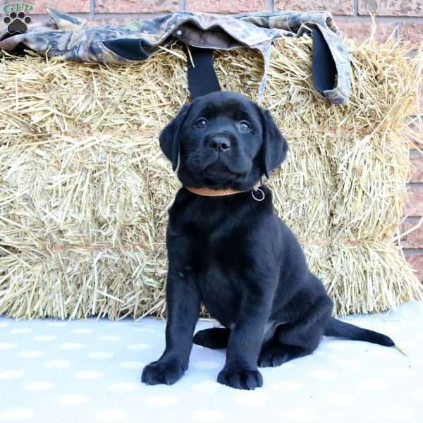 Preston, Black Labrador Retriever Puppy