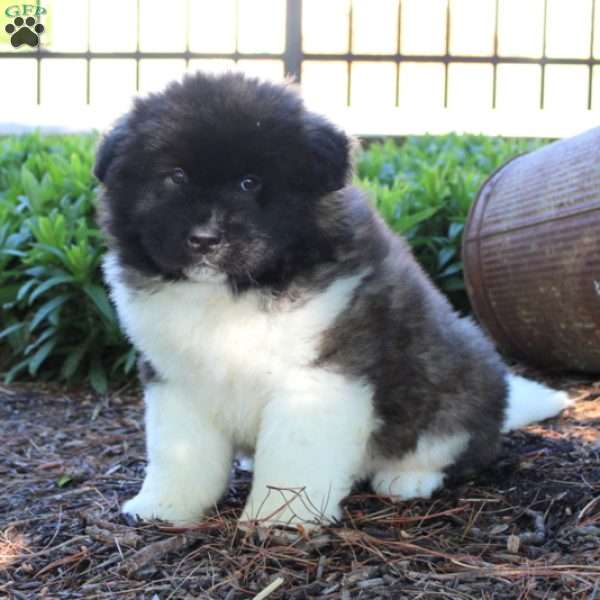 Pretzel, Akita Puppy