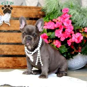 Prince, French Bulldog Puppy