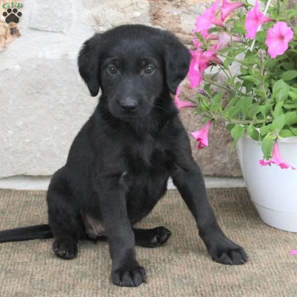 Princess, German Shepherd Mix Puppy