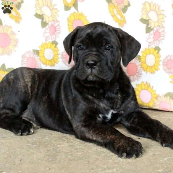 Priscilla, Cane Corso Puppy