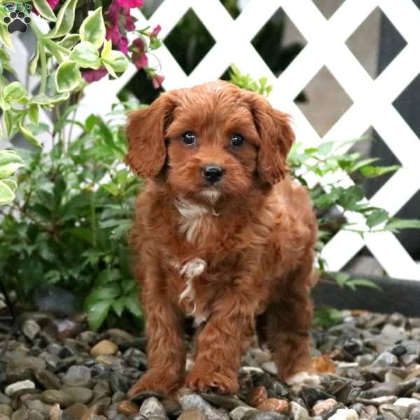 Queenie, Cavapoo Puppy