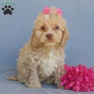 Cockapoo Puppies for Sale - Greenfield Puppies