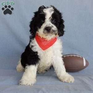 Cockapoo Puppies for Sale - Greenfield Puppies