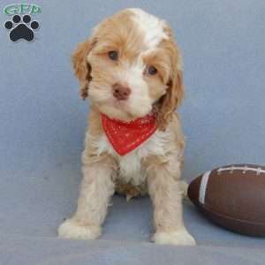 Cockapoo Puppies for Sale - Greenfield Puppies