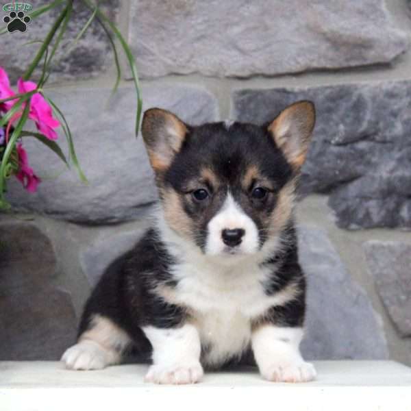 Rachel, Pembroke Welsh Corgi Puppy