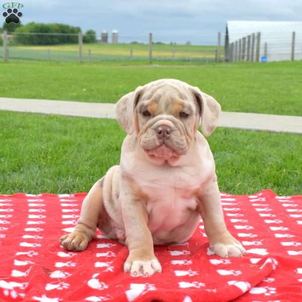 Rambo, English Bulldog Puppy