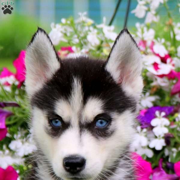 Ranae, Siberian Husky Puppy