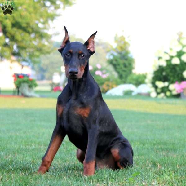 Ranger, Doberman Pinscher Puppy