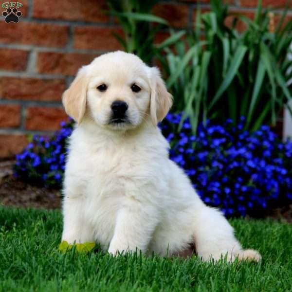 Ranger, Golden Retriever Puppy