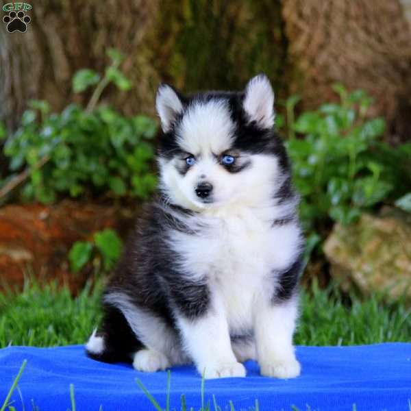 Rayna, Pomsky Puppy