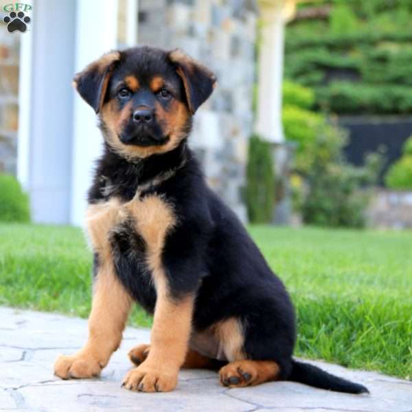 Rayna, Rottweiler Mix Puppy