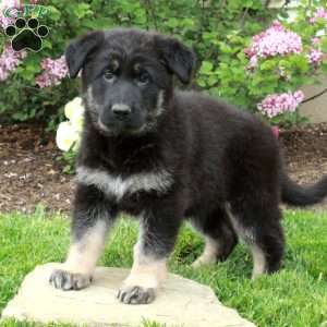 Reba, German Shepherd Puppy