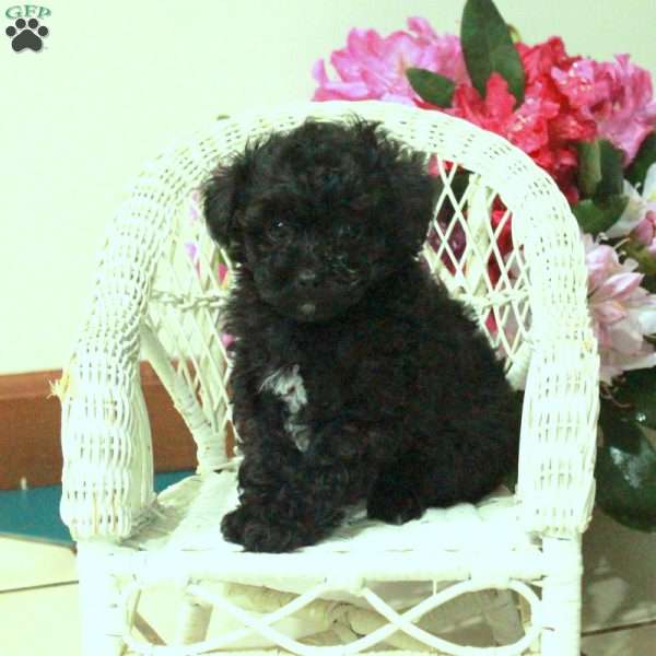 Rebel, Toy Poodle Puppy