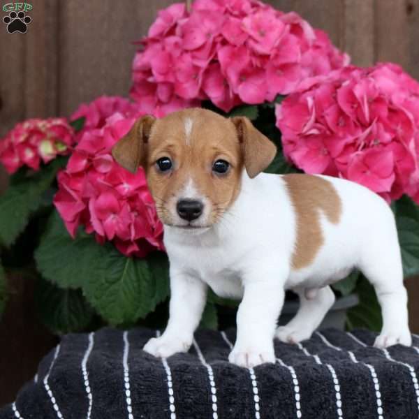 Reed, Jack Russell Terrier Puppy