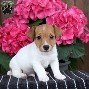 Reed, Jack Russell Terrier Puppy