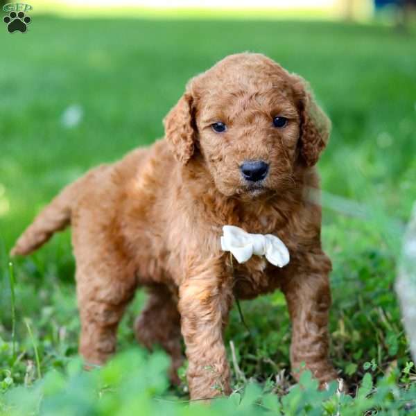 Reef, Goldendoodle Puppy
