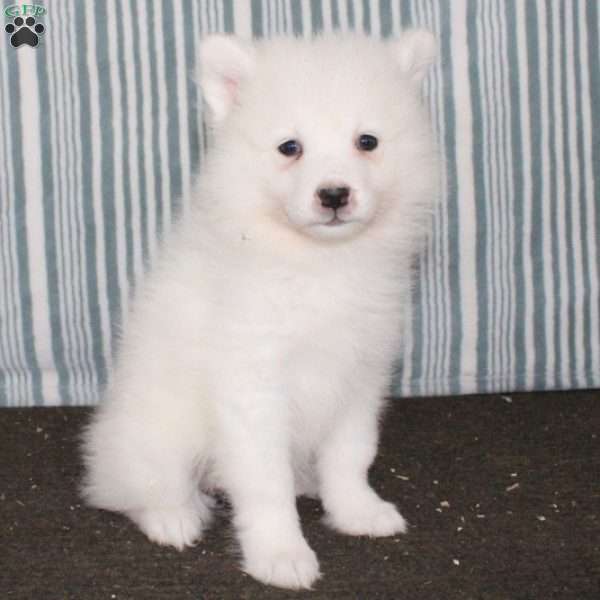 Remi, Samoyed Puppy