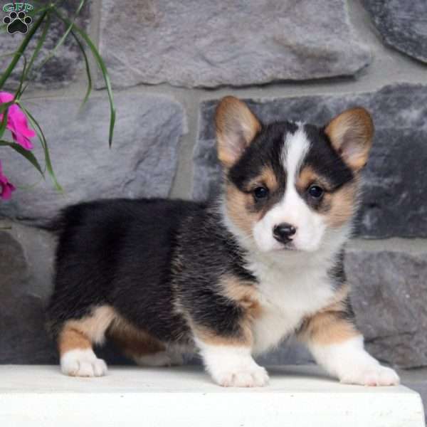 Remi, Pembroke Welsh Corgi Puppy