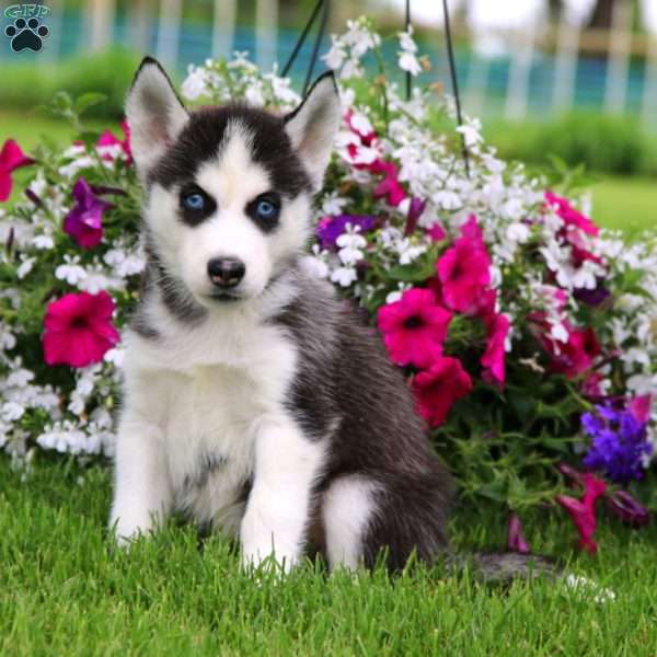 Remi, Siberian Husky Puppy