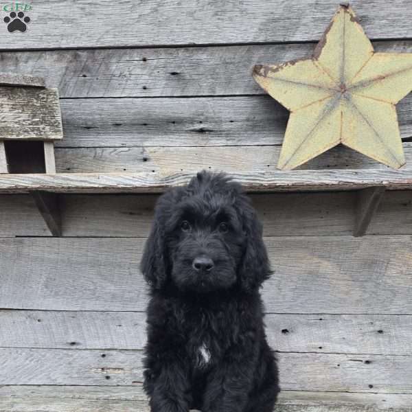 Stella, Newfypoo Puppy