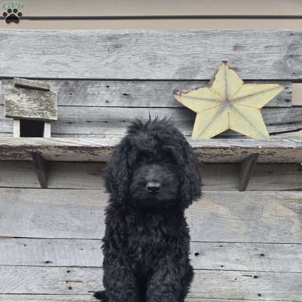 Penny, Newfypoo Puppy