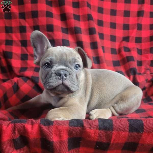 Mocha, Frenchton Puppy