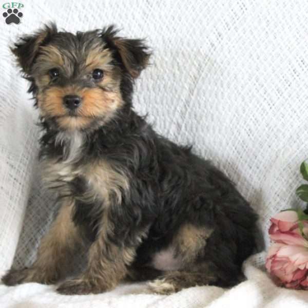 Rex, Yorkie Puppy