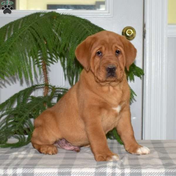 Rex, Fox Red Labrador Retriever Puppy