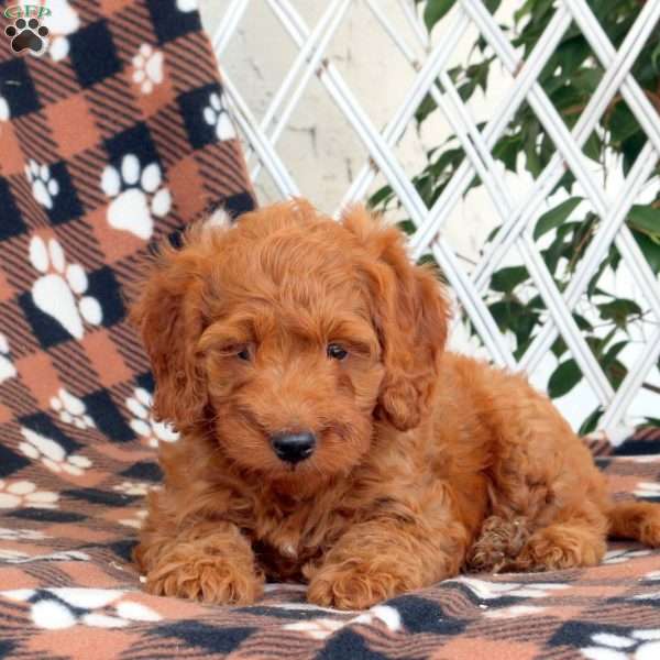 Rhett, Goldendoodle Puppy