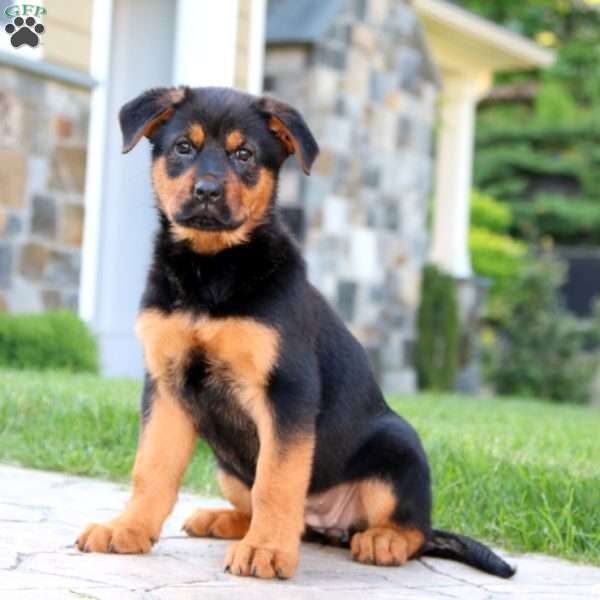 Rilynn, Rottweiler Mix Puppy