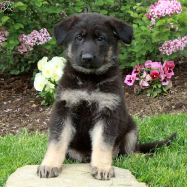 Rita, German Shepherd Puppy