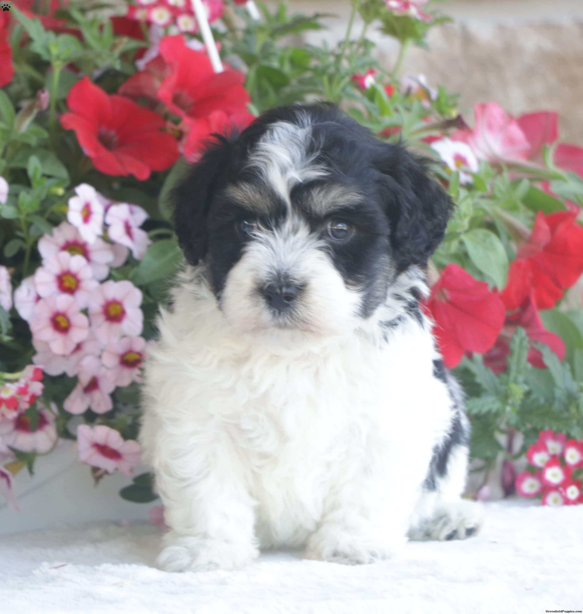 River - Havachon Puppy For Sale in Pennsylvania