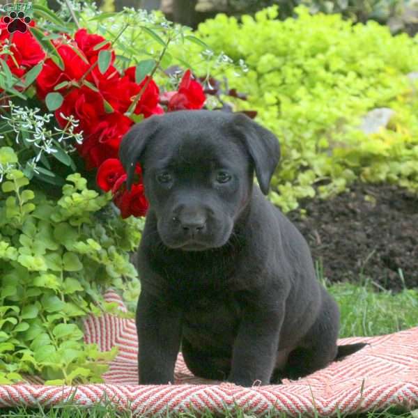 River, Black Labrador Retriever Puppy