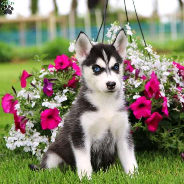 Robin, Siberian Husky Puppy