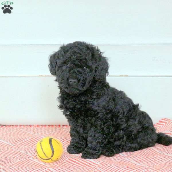 Rocky, Mini Labradoodle Puppy