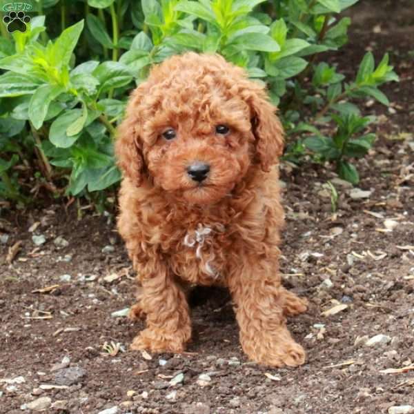 Rocky, Miniature Poodle Puppy