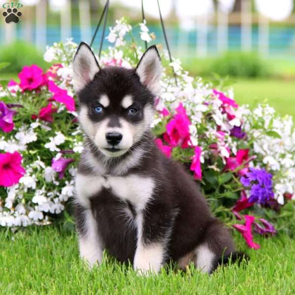 Rocky, Siberian Husky Puppy