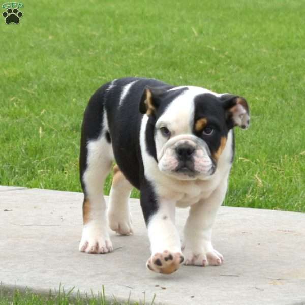 Rodeo, English Bulldog Puppy