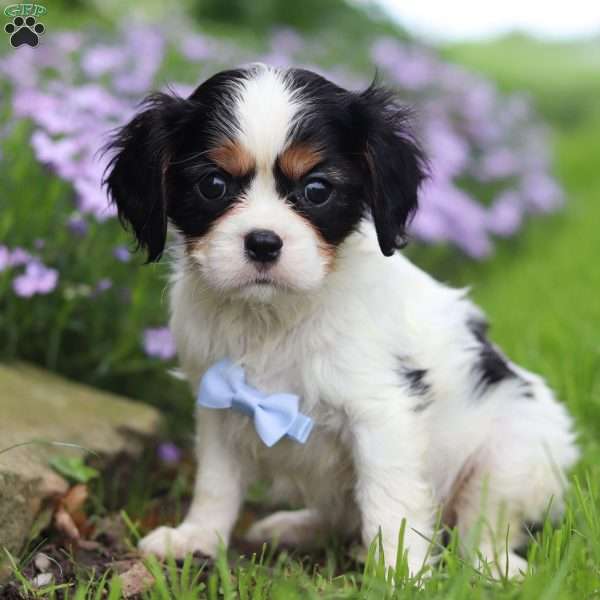 Ron, Cavalier King Charles Spaniel Puppy