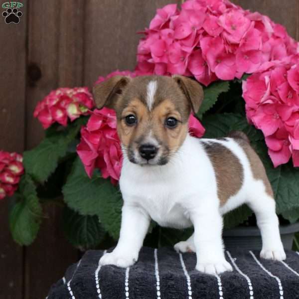 Rory, Jack Russell Terrier Puppy