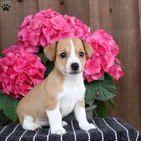 Rosalie, Jack Russell Terrier Puppy