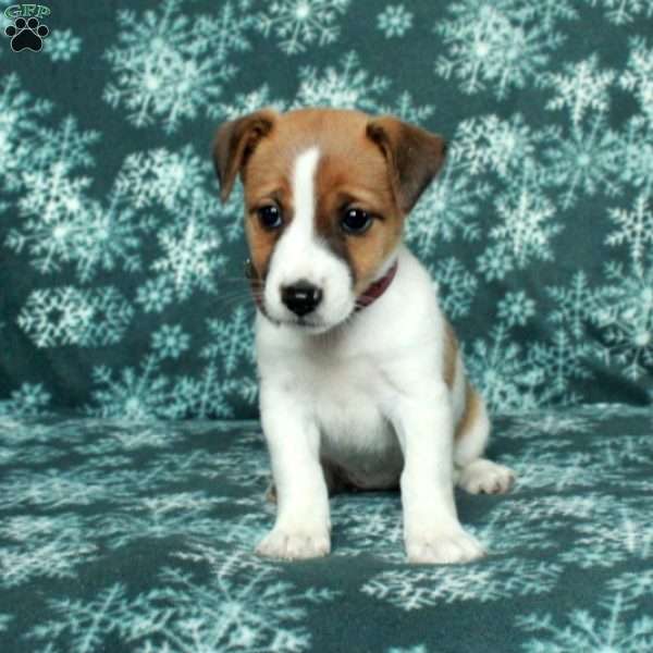 Rose, Jack Russell Terrier Puppy