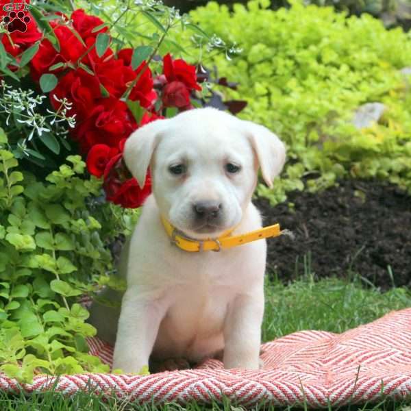 Rose, Yellow Labrador Retriever Puppy