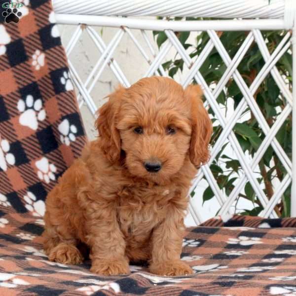 Rose, Goldendoodle Puppy