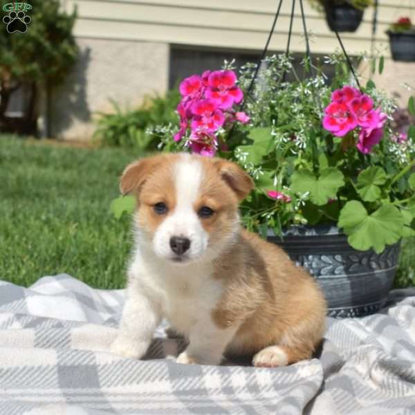 Rosie, Pembroke Welsh Corgi Puppy